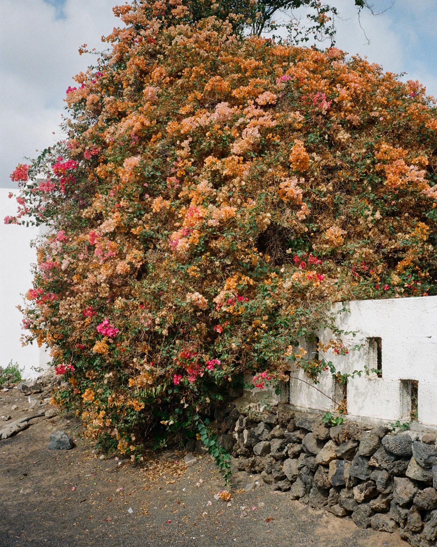 Flowers In Lanzarote